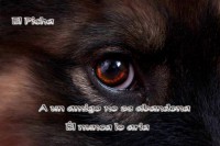/album/mi-mejor-amigo-el-perro/foto3-jpg/