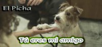 /album/mi-mejor-amigo-el-perro/foto9-jpg/