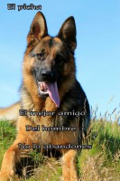/album/mi-mejor-amigo-el-perro/foto1-jpg/