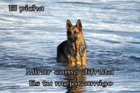 /album/mi-mejor-amigo-el-perro/foto2-jpg/