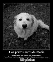 /album/mi-mejor-amigo-el-perro/foto6-jpg/