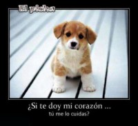 /album/mi-mejor-amigo-el-perro/foto8-jpg/