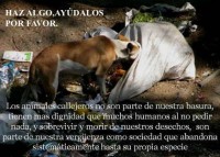 /album/mi-mejor-amigo-el-perro/mimejoramigo-jpg/